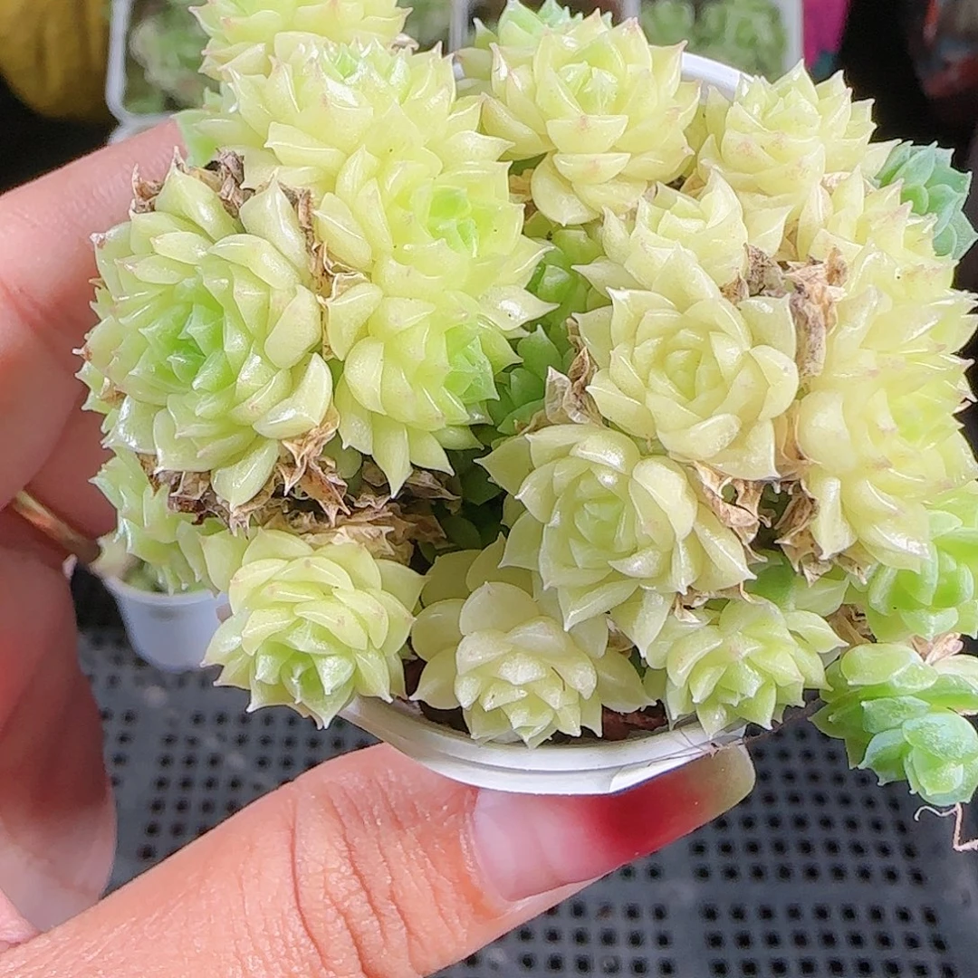 0925-63麦秆优选不包整