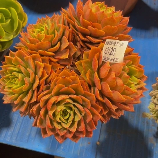 拒****猪贝拉12120多肉