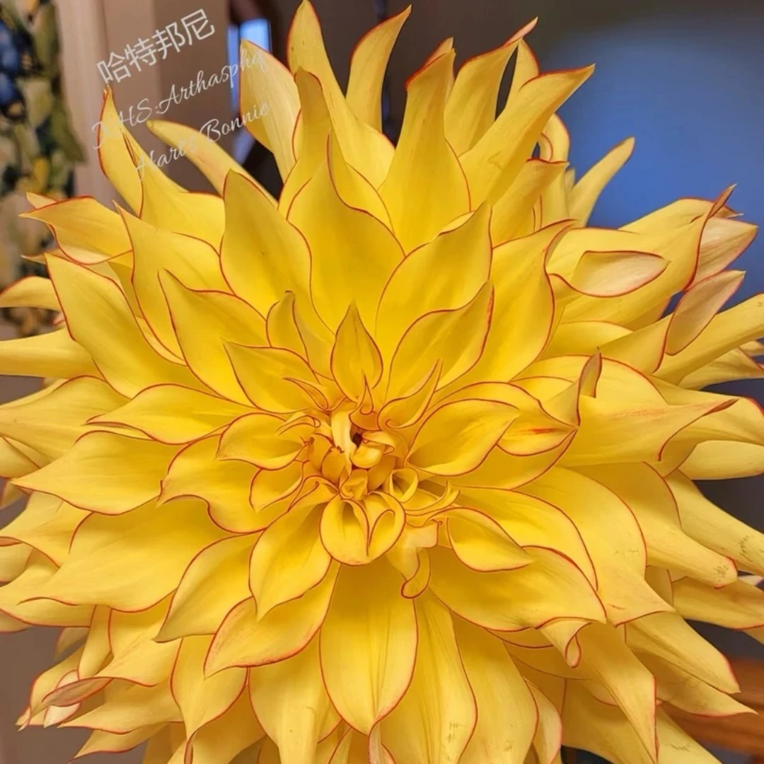 巨无霸【哈特邦尼】进口大丽花种球花卉送肥料