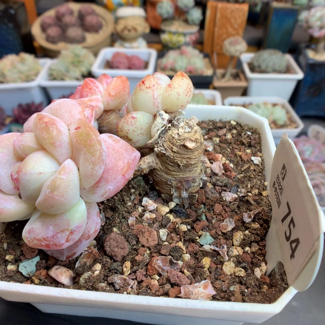 依****豆754 瑕疵冰玉石化