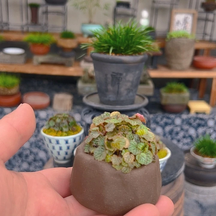 无花朵姬虎耳喵➕金钱苗脱盆包邮