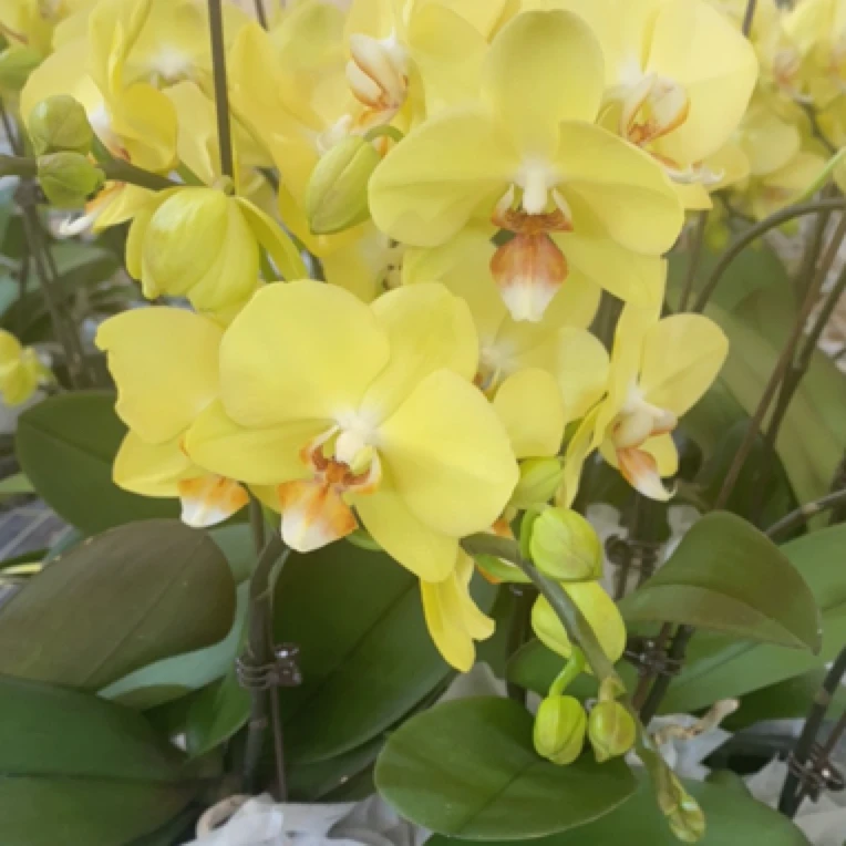 蝶兰小栈【106581】精品蝴蝶兰基地直发