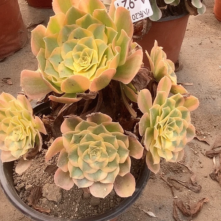 921万圣节变异多肉植物法师