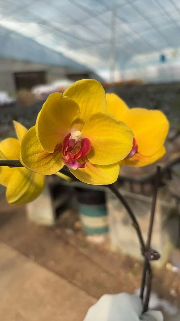 【越南王子】花不晚蝴蝶兰 精品蝴蝶兰 室内花 好养花期长