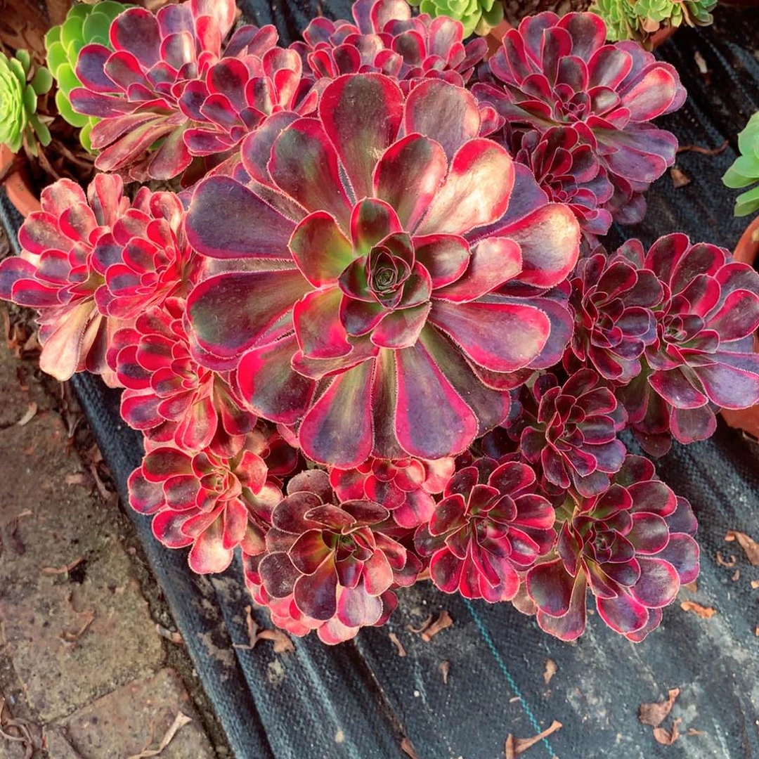 丽娜锦，多肉植物的