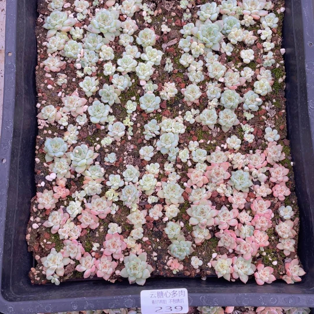 云糖心多肉植物239