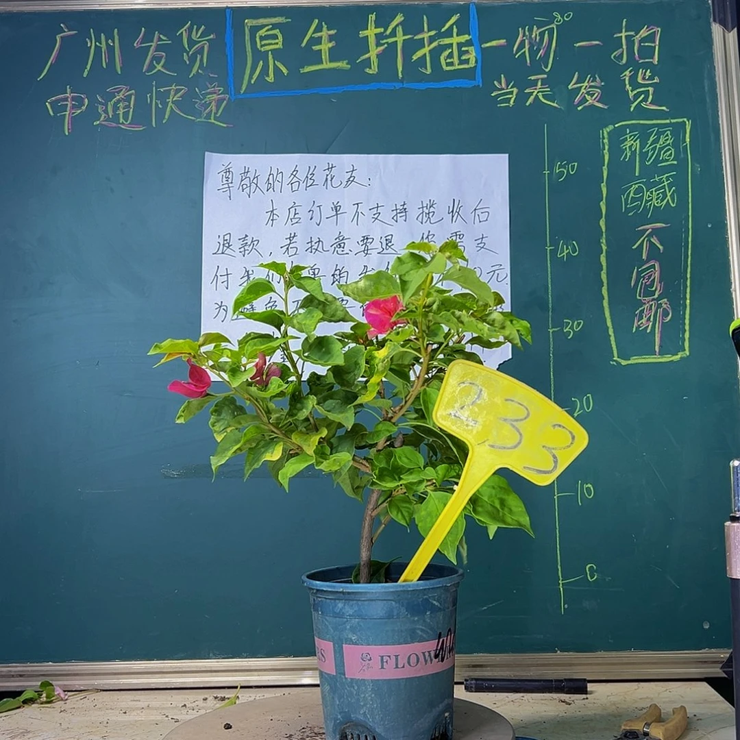 当前无花栽培后可以开花红九月233