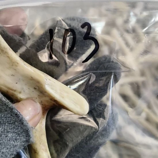 麦***师鹿角鹿角鹿角鹿角鹿角鹿角