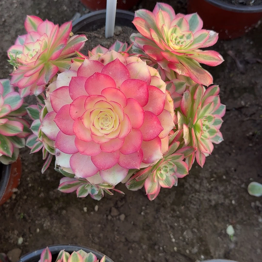 4521倾城多肉法师多肉