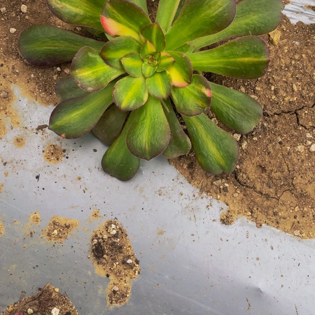 苹***艺817流星雨多肉植物