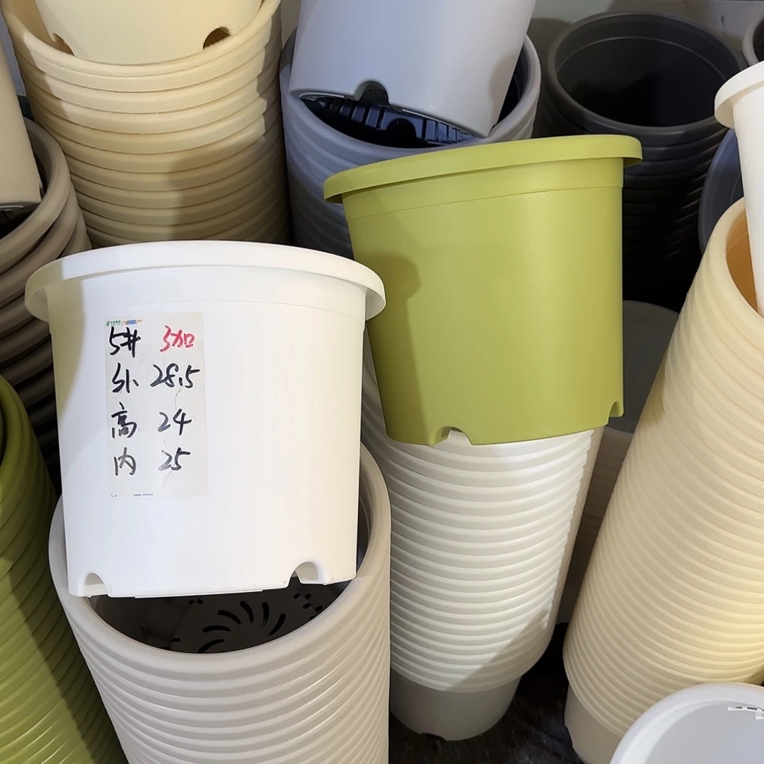 微瑕5号6个无托，果绿