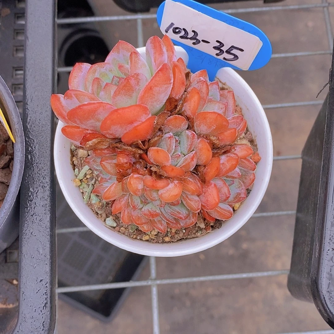 1023-35-全明星精控群福利一颗一物一拍