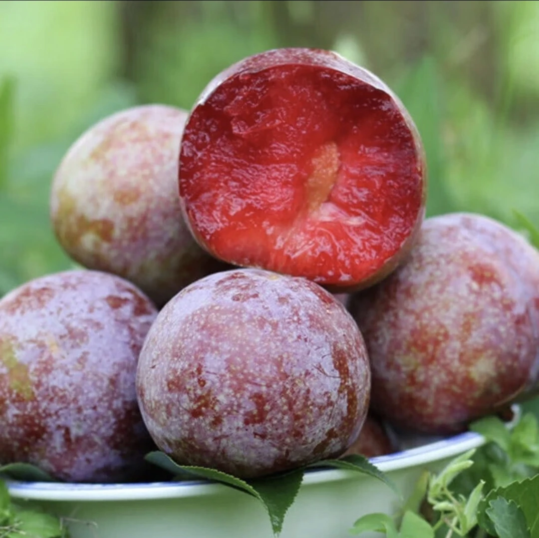 【福建芙蓉李】红心李非三华李孕妇水果新鲜应季水果正宗现摘现发的