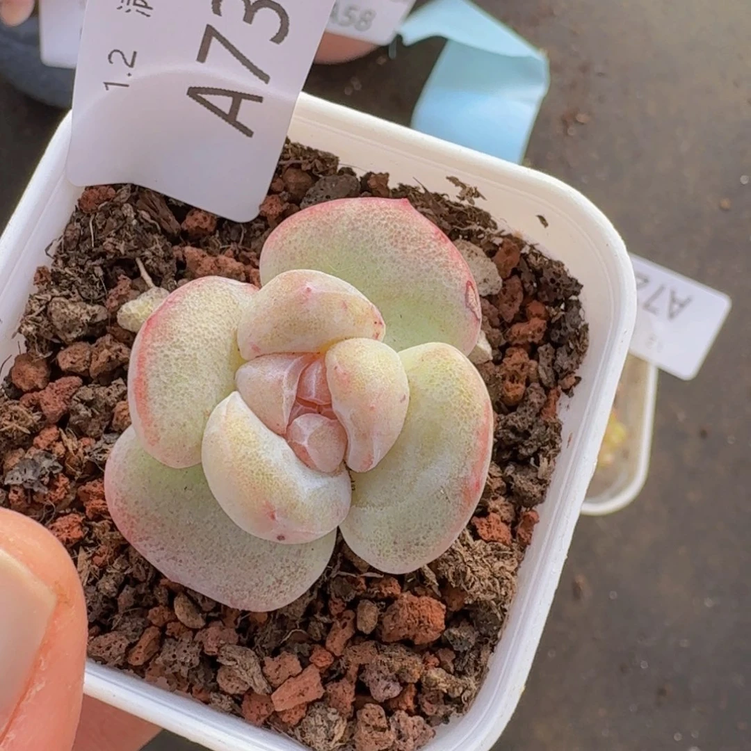 石化单头一颗带盆发货