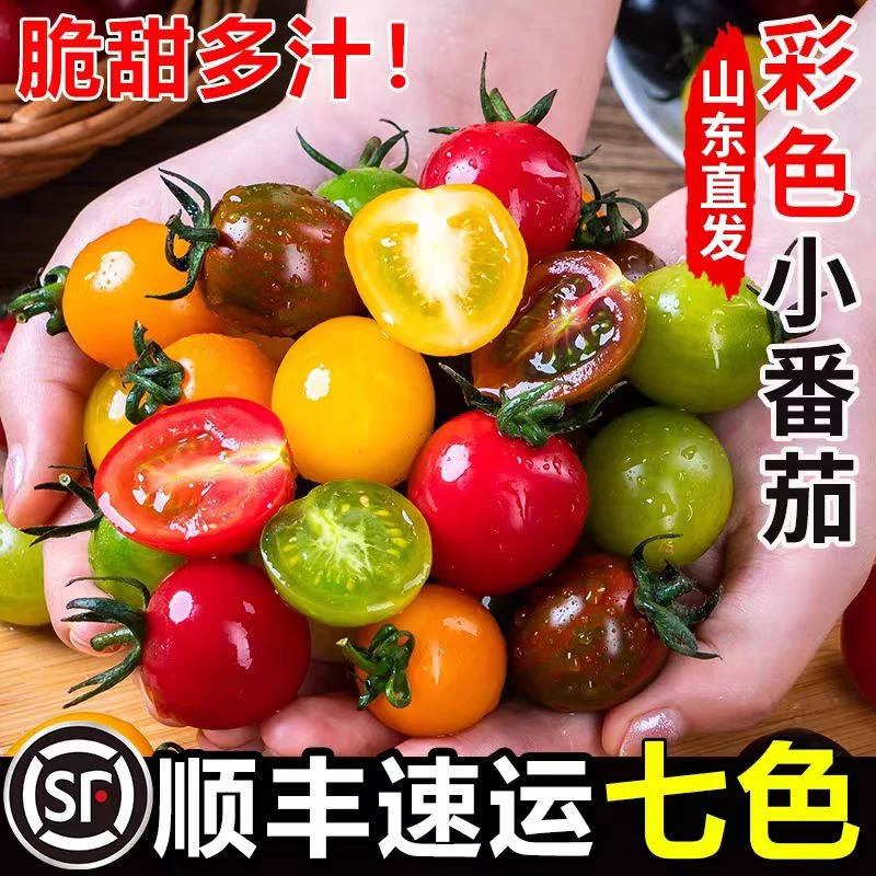 顺丰包邮七彩小番茄圣女果多彩混合装酸甜多汁新鲜采摘
