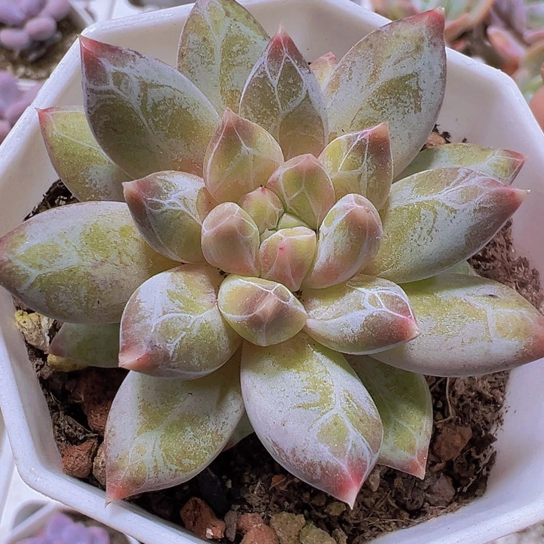 幻影美人19包邮多肉植物