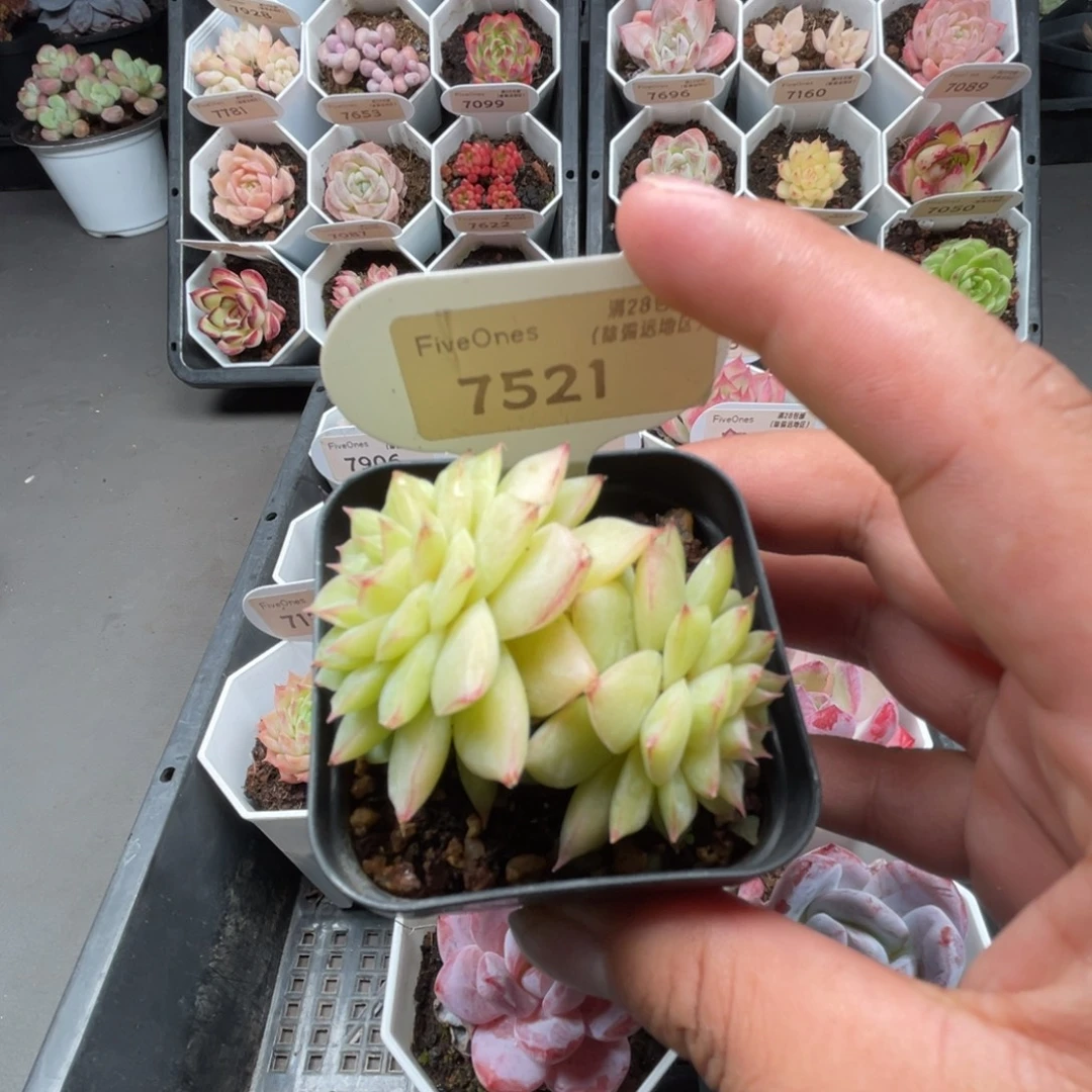 7521 翡翠4.5厘米