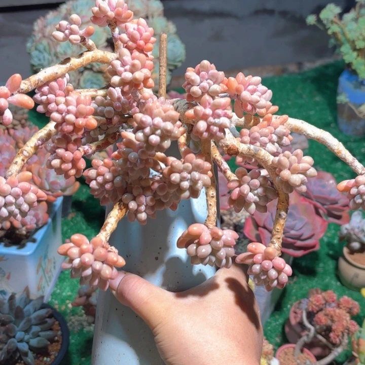 婴儿手指多肉一颗 脱土发货