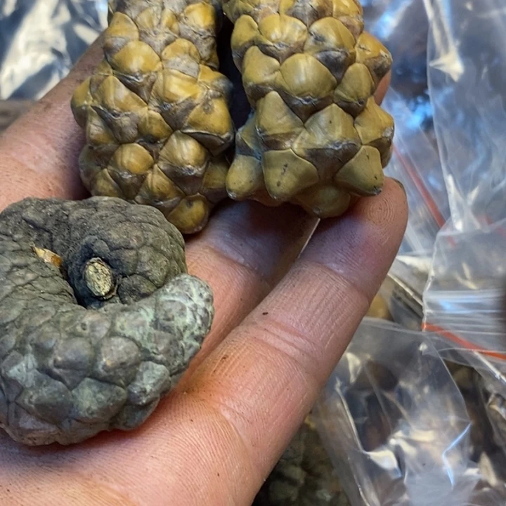 吊坠桃核娜姐真的177