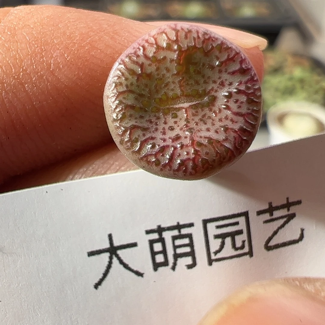 一物一拍匈牙利种源1452.62火龙果安贞495