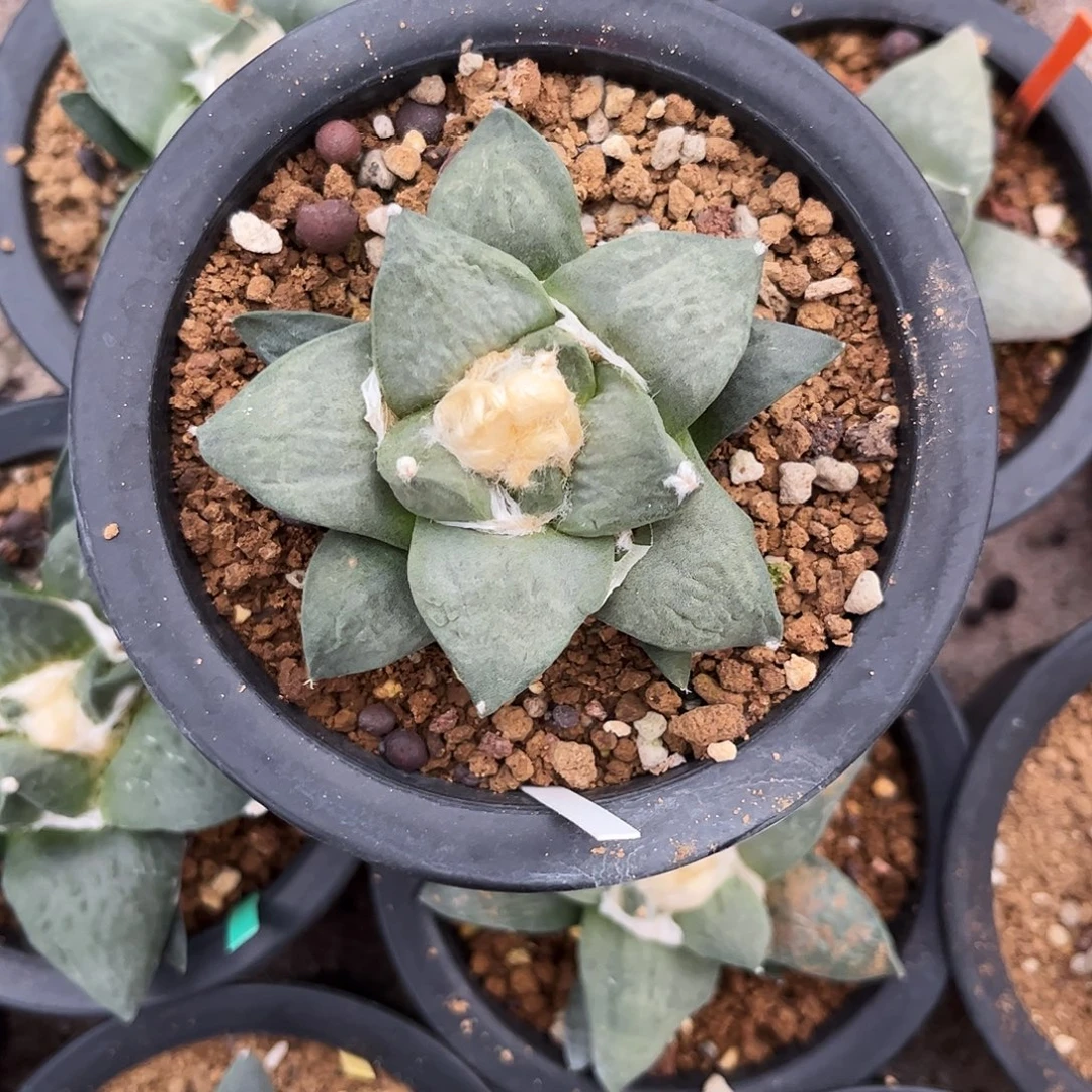 清***景8号实生牡丹1111111