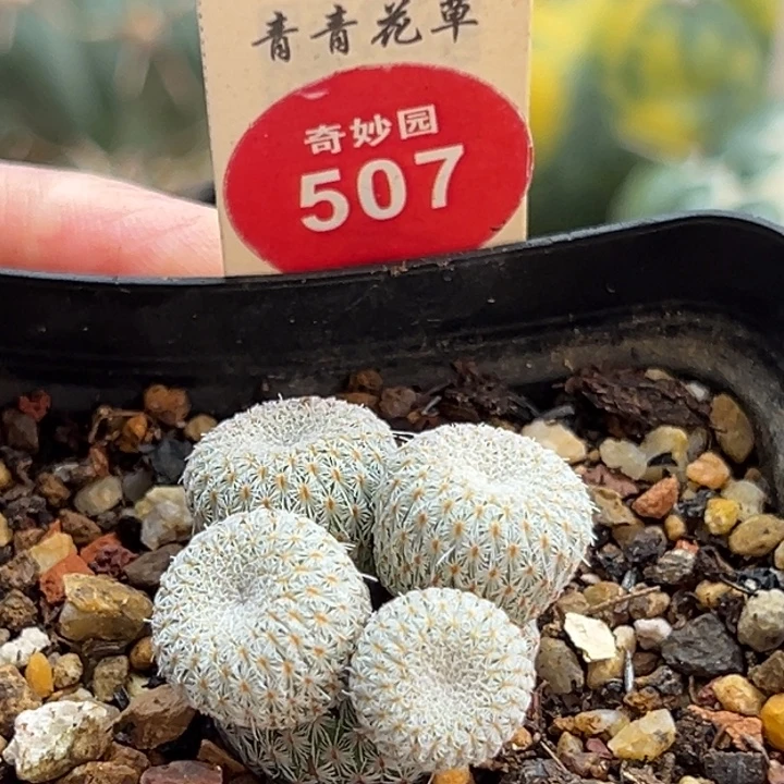 乌月丸群一棵仙人球