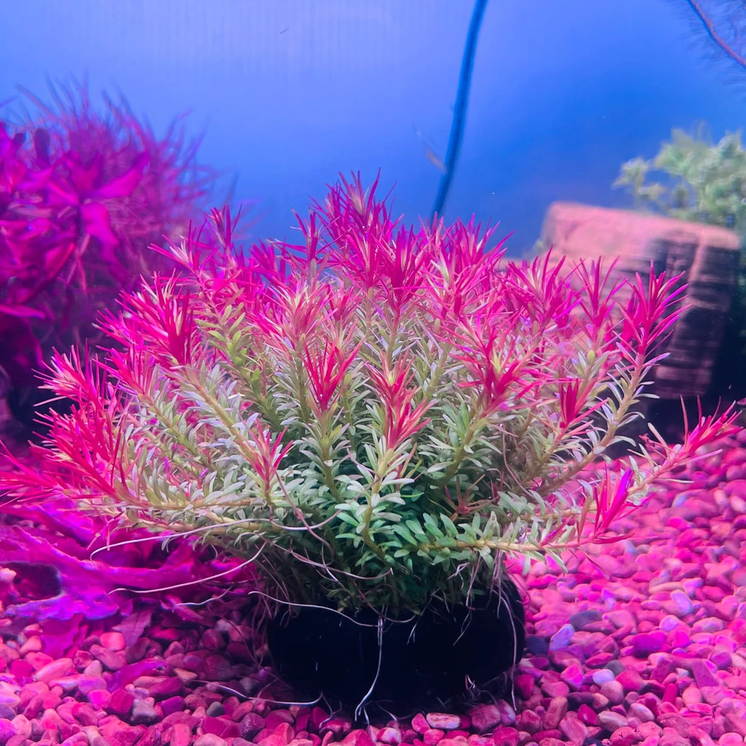 牛顿大坨 净水增氧好养小红草入缸成景无需种植