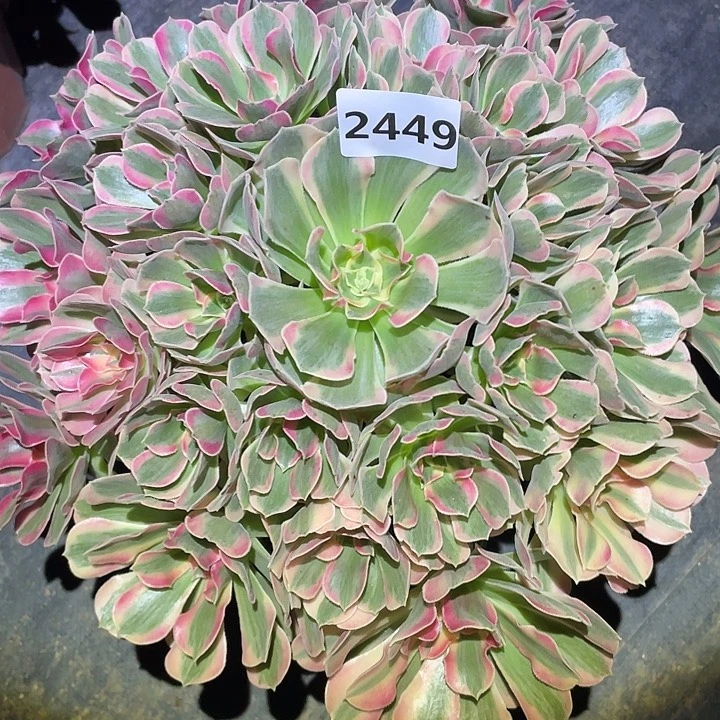 粉女郎2449号多肉植物