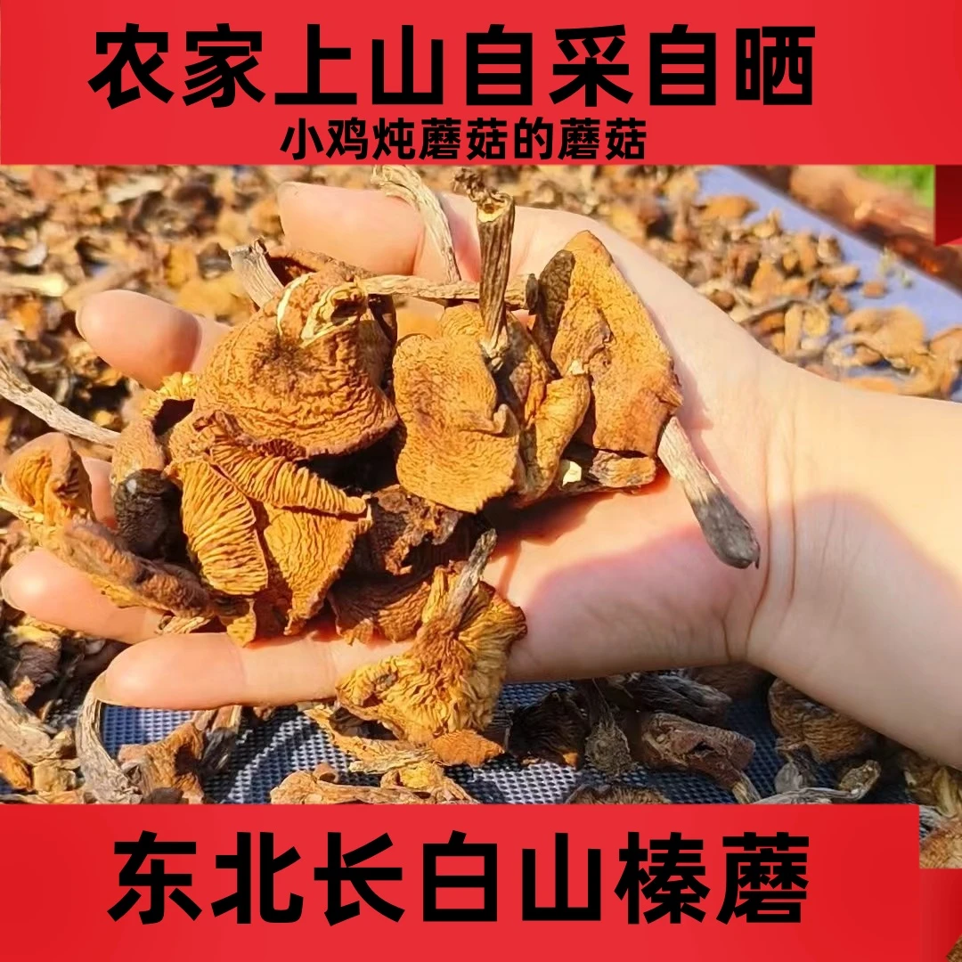 东北吉林自采自晒榛蘑小鸡炖榛蘑的蘑菇去根无泥 250g