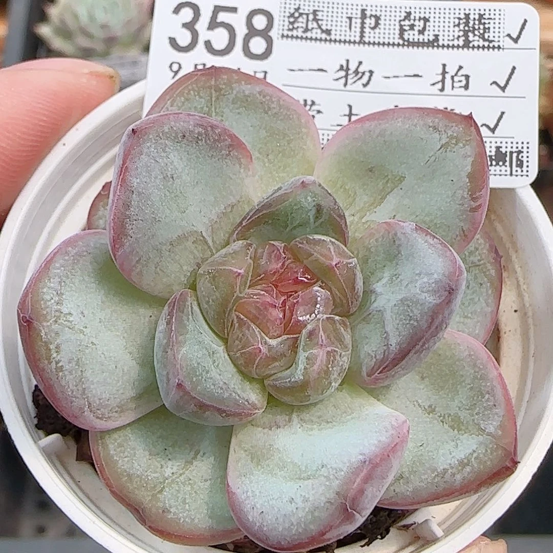 多肉0916-358星星珍妮