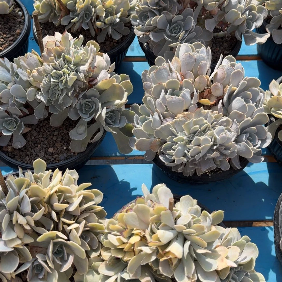 圣卡洛斯朵朵，缀化