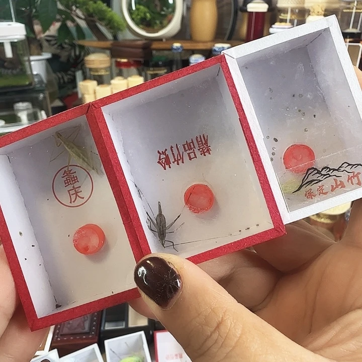 紫竹➕山竹➕柬竹啊啊啊啊