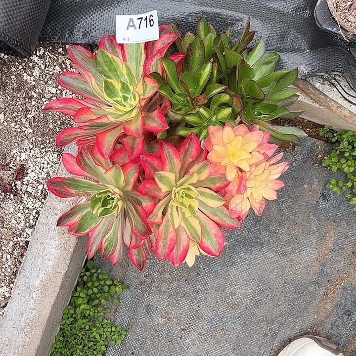 吖****)716魅影法师多肉