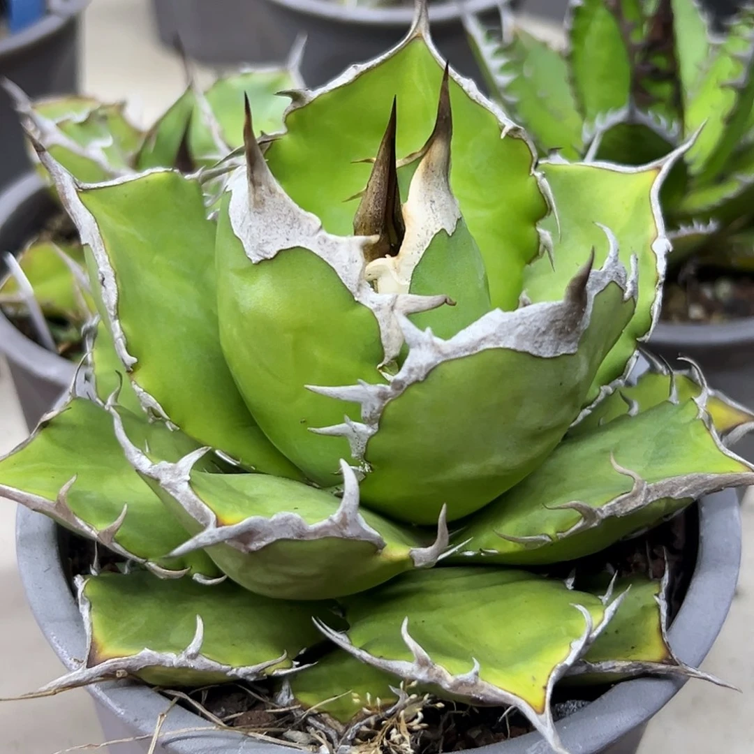 太阳神一物一拍偏远不包邮不退不换