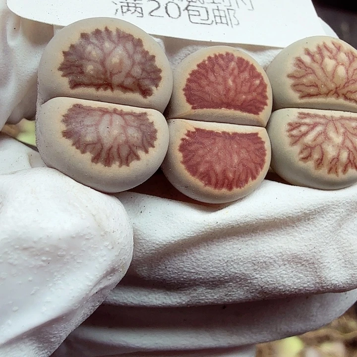 是一个充满生机盎然朝气勃勃767不