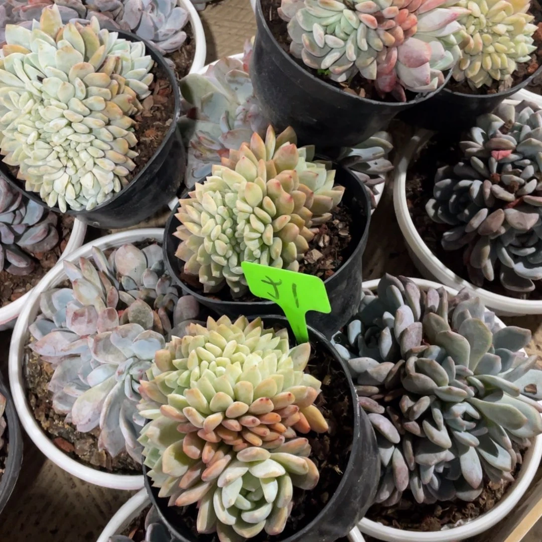 51号星影缀化五个