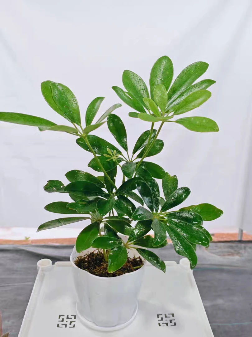 鸭脚木八方来财七叶莲室内桌面绿植盆栽四季常青