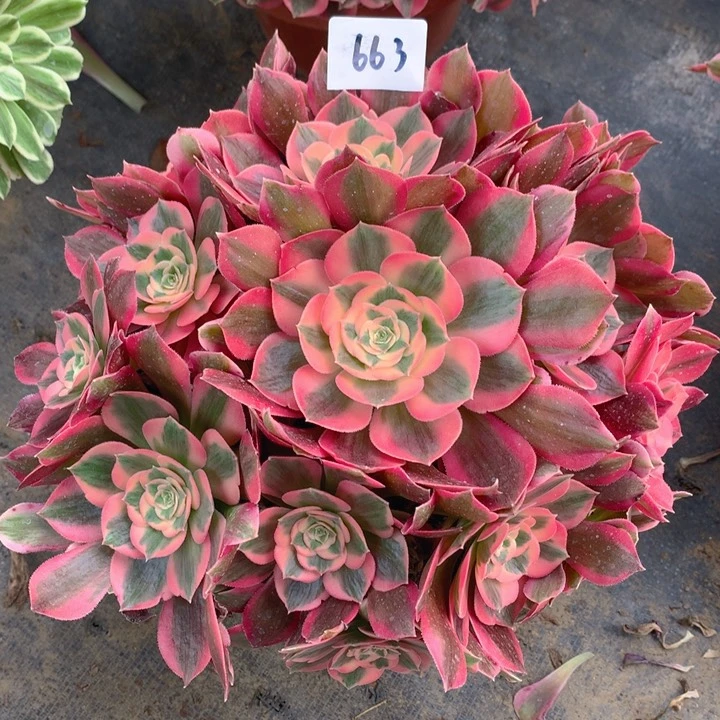 663女郎精品法师多肉