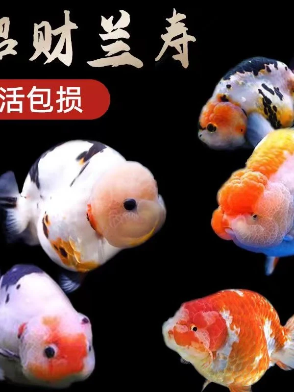 [知渔]黑色号码牌兰寿元宝百褶泰狮玛丽元宝百褶珍珠