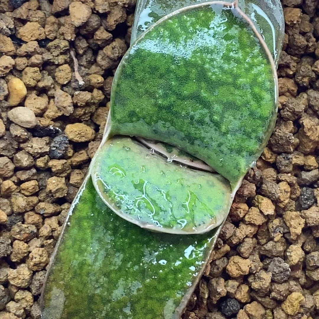 不带盆脱土裸根发货