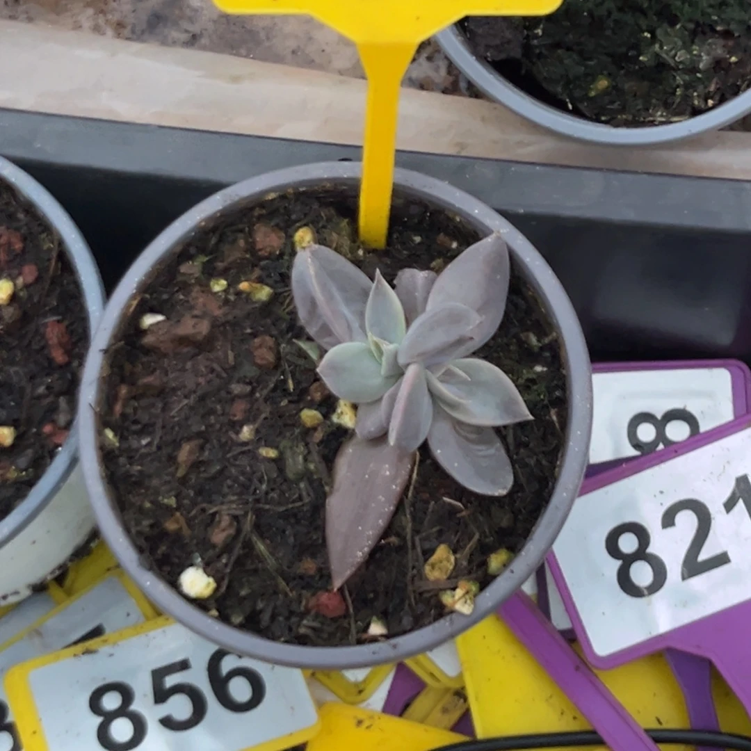 多肉植物战神群869