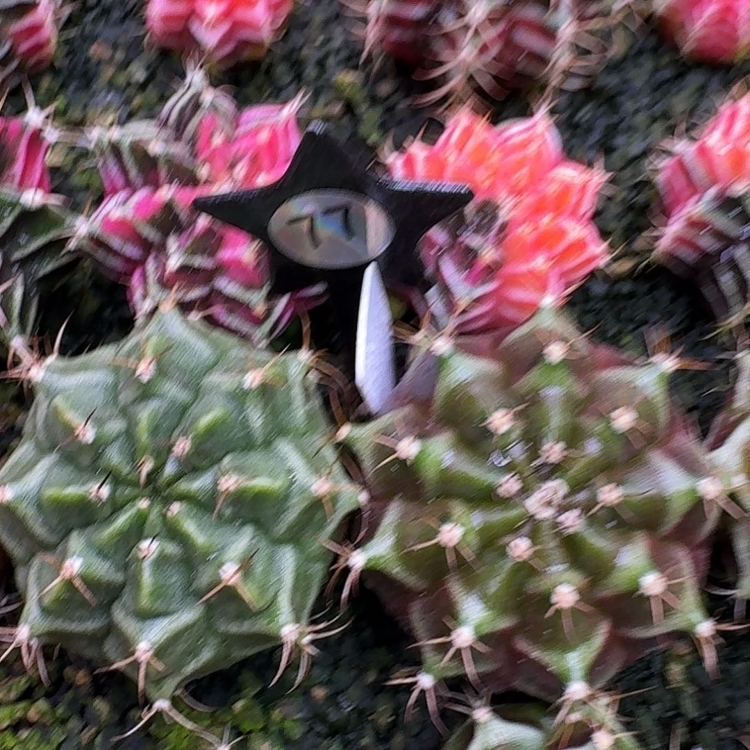 馨***辰米哈诺维奇仙人球77
