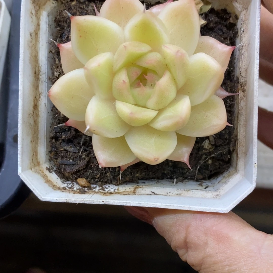 精品多肉一物拍不包整256