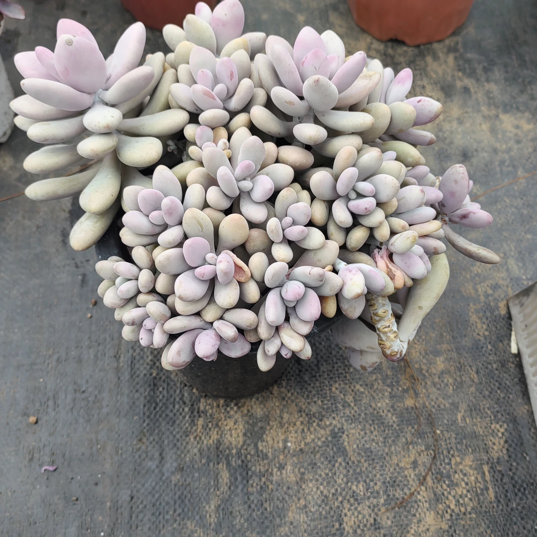 梓梓花卉桃蛋多肉植物