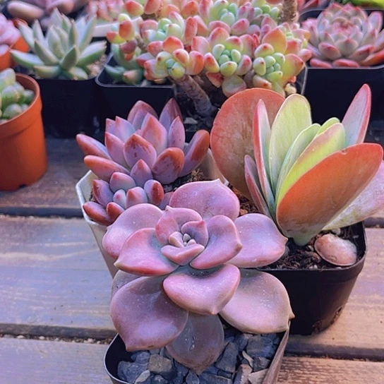 罗琦。奥普。唐印。紫乐