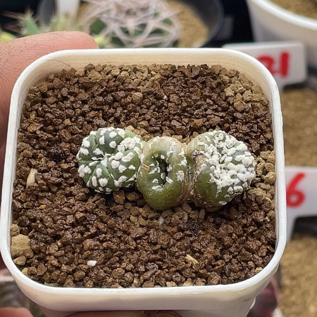 高绒超兜石化缀 带盆土包邮