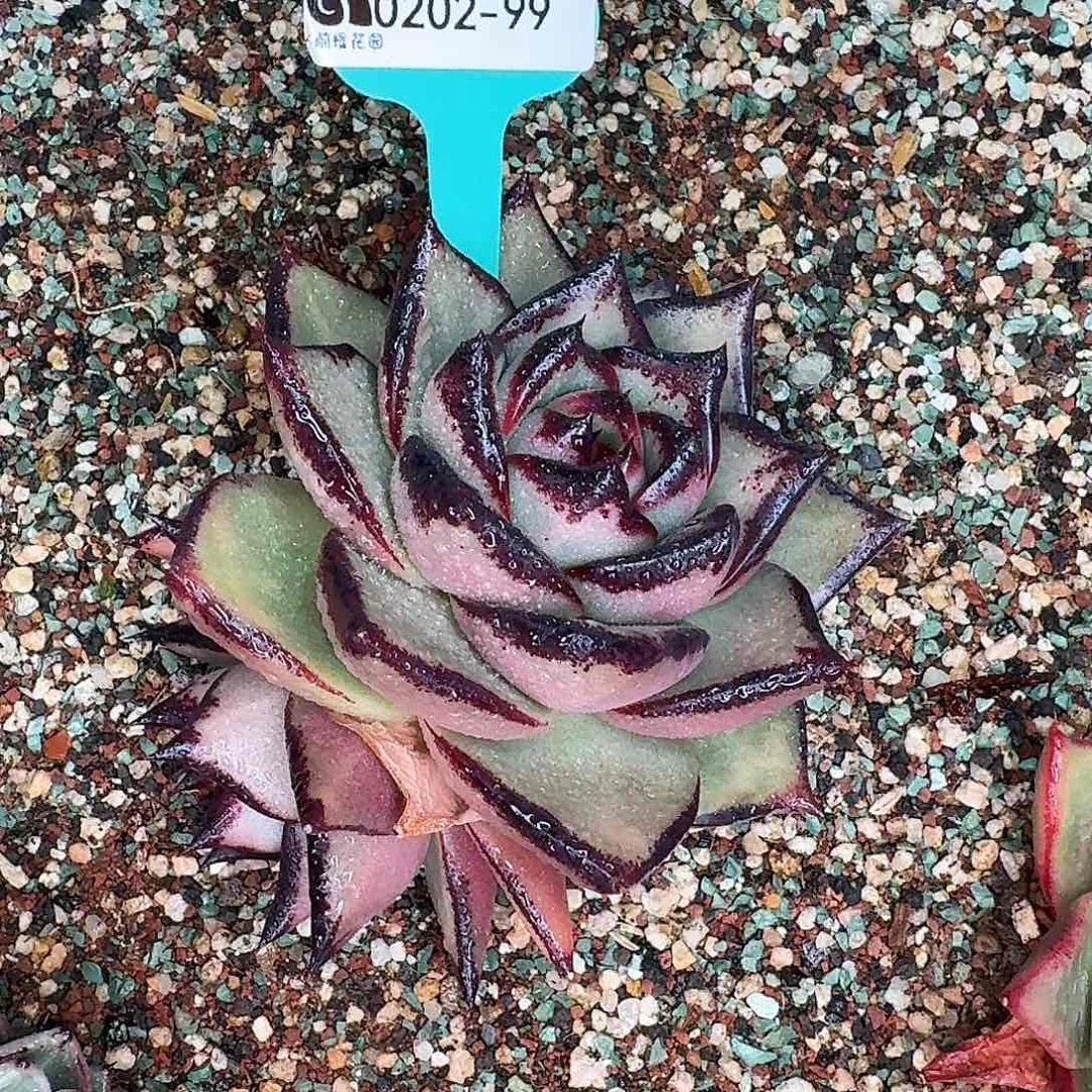 从前慢花园东云系多肉0202-99