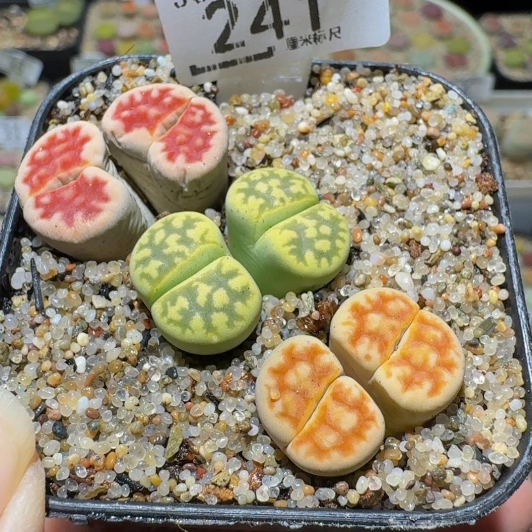 Ssss生石花肉锥241