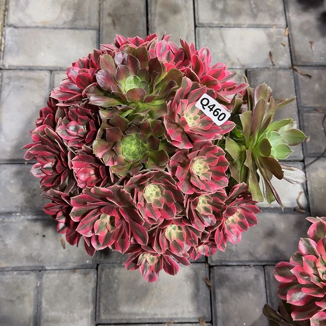 清****物460粉女妖有断指33冠服28.30左右