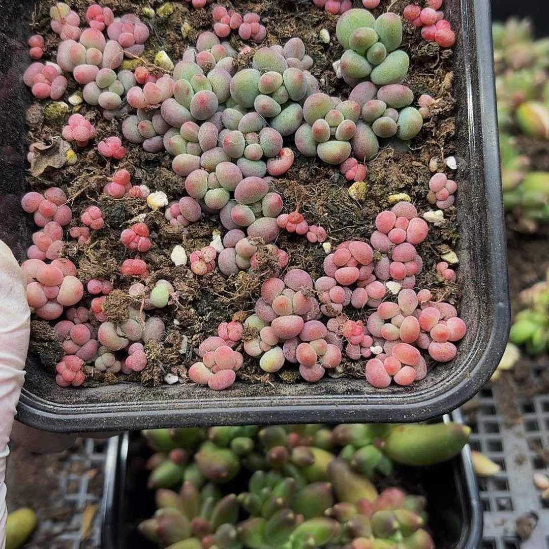 多肉植物多肉植物923